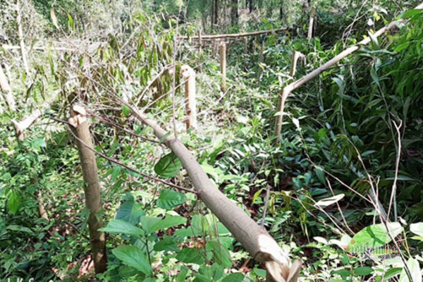 Hơn 4.000 cây keo bị kẻ xấu chặt ngang thân ở Quảng Nam