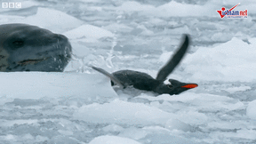 Chán ăn, hải cẩu báo tìm chim cánh cụt làm thú vui tiêu khiển