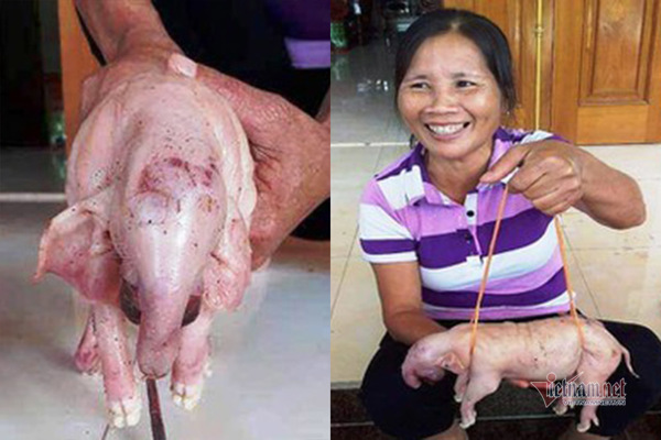 Kỳ lạ 3 lợn con mới đẻ ở Nghệ An có hình thù giống voi