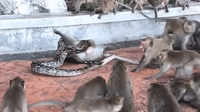 Đàn khỉ hốt hoảng tấn công trăn hoang, giải cứu đồng loại