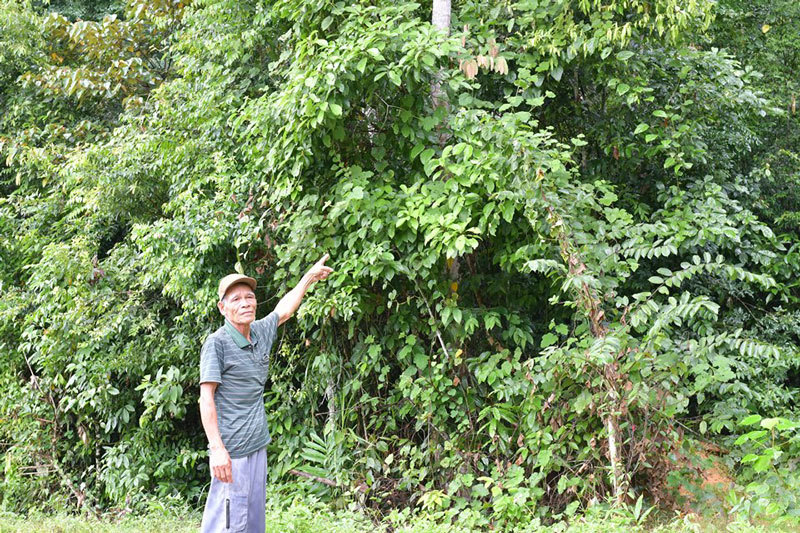 'Thủ lĩnh' giữ 'kho báu lộ thiên' lim xanh tiền tỷ ở xứ Thanh