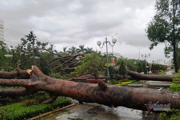 Bình Định tả tơi, cây bật gốc la liệt sau bão số 5