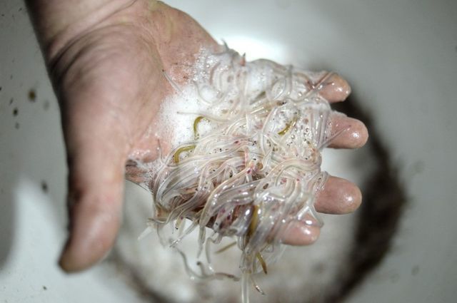 Khách Trung Quốc bị tù vì giấu 60 kg lươn còn sống trong hành lý