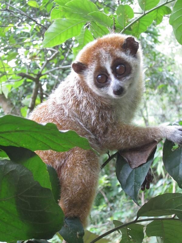 Biodiversity remains well-protected in Vu Quang National Park