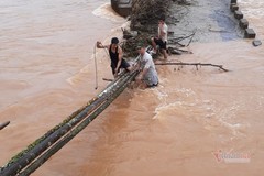 Cầu sập, người dân Bình Định vượt dòng nước lũ bằng thân cau
