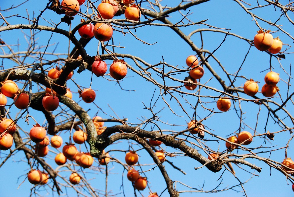 Mùa hồng vàng trĩu quả ở Trung Quốc