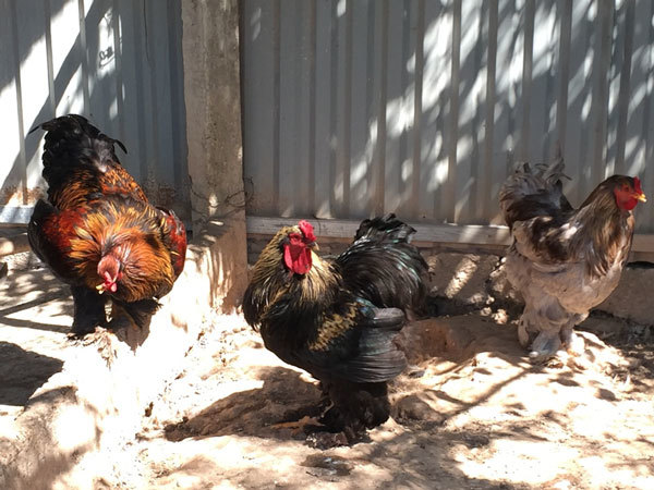 Chiêm ngưỡng giống gà kỳ lân