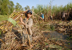 Illegally-imported sugar products threaten Vietnamese firms