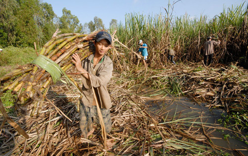 Illegally-imported sugar products threaten Vietnamese firms