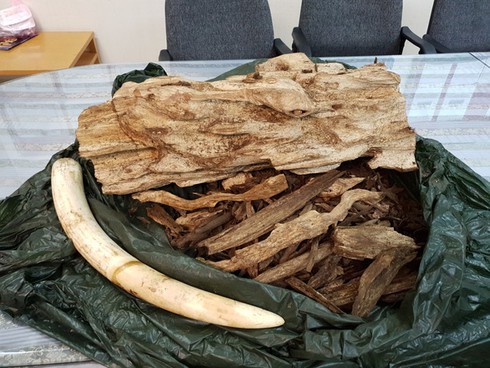 Elephant tusk and aloeswood seized at Tan Son Nhat International Airport