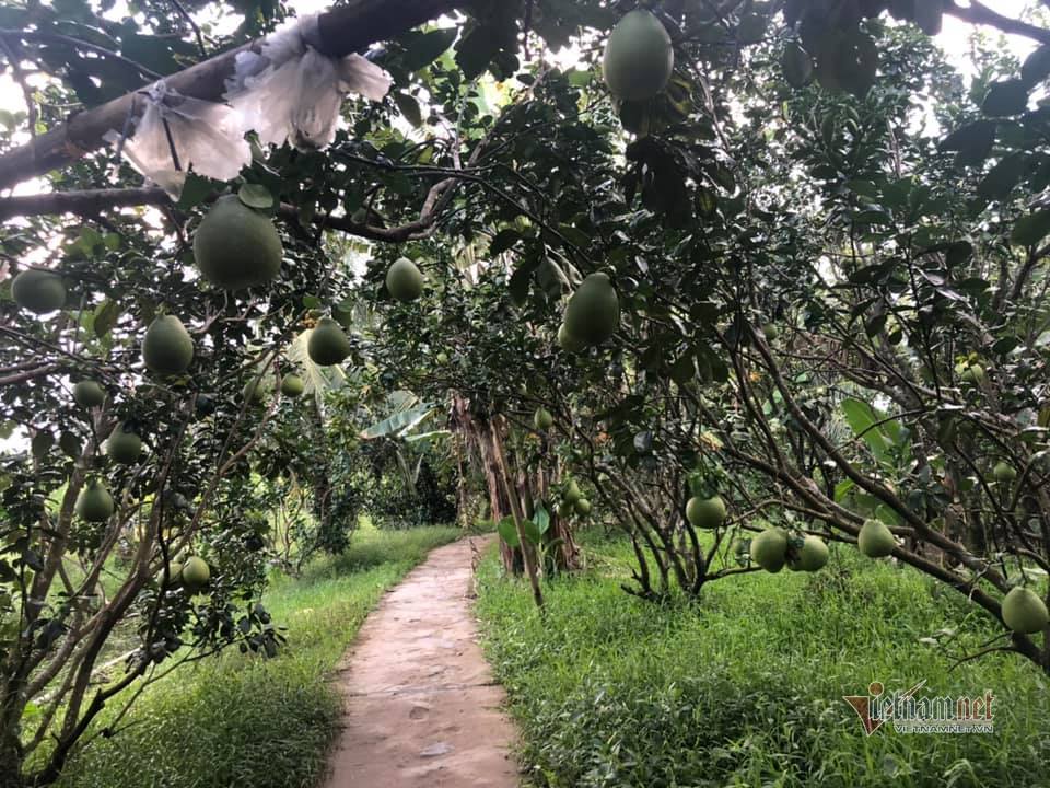 NTM Kiên Giang: Thu nhập bình quân đạt 46,2 triệu đồng/người/năm