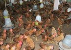 Vietnamese chicken farmers incur big losses due to oversupply