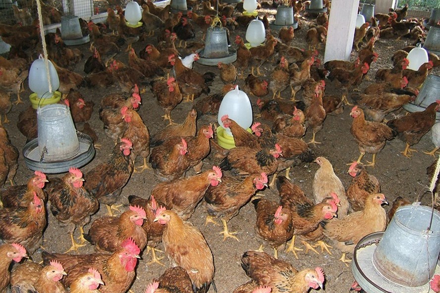 Vietnamese chicken farmers incur big losses due to oversupply