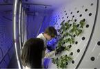 Séc thử nghiệm trồng rau trong môi trường khắc nghiệt giống Sao Hỏa