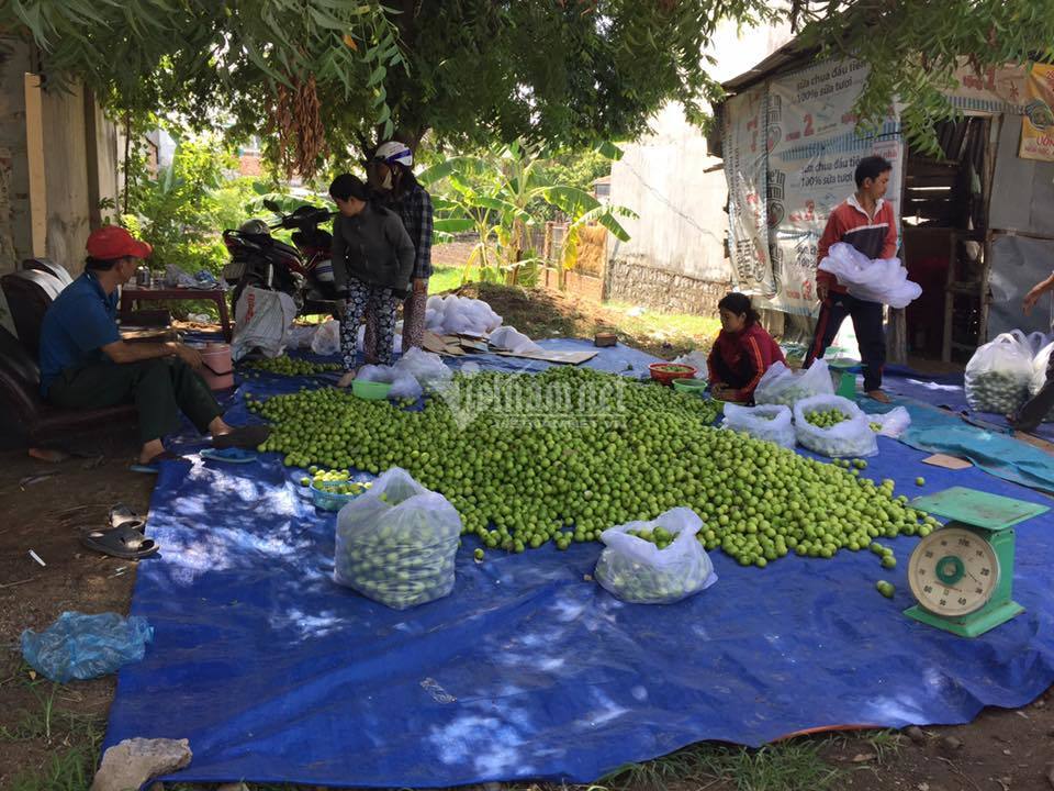 Ninh Thuận phấn đấu có huyện đầu tiên đạt chuẩn Nông thôn mới