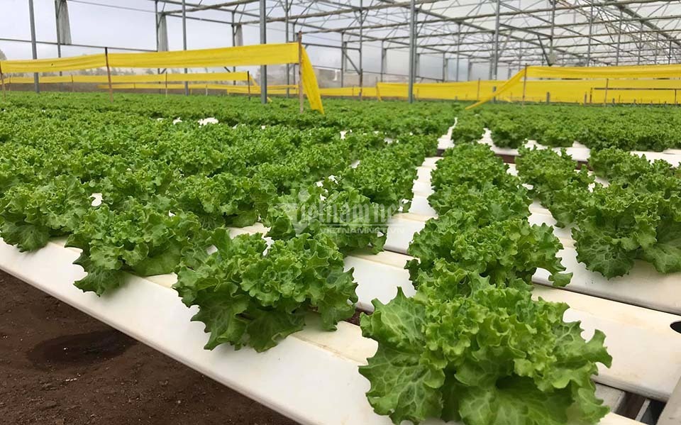 Xây dựng NTM kiểu mẫu: Lâm Đồng ưu tiên phát triển nông nghiệp 4.0