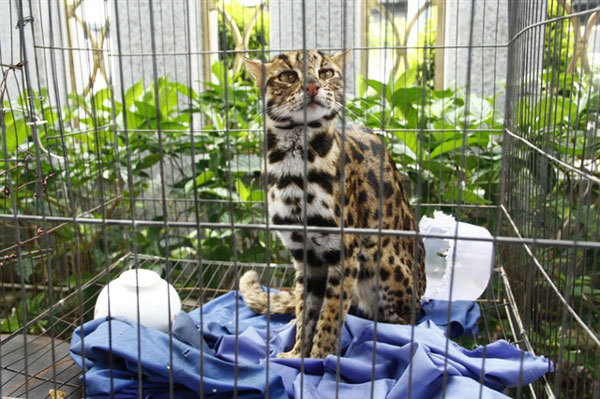 Wildcat sent to rescue centre