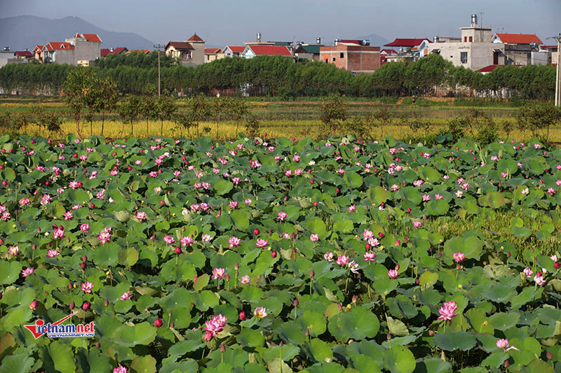 Bộ trưởng Nguyễn Xuân Cường: Đưa sản phẩm lụa tơ sen vào chương trình OCOP