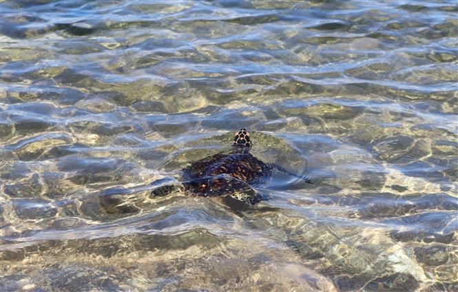 Ninh Thuan rescues, releases over 1,500 turtles to sea