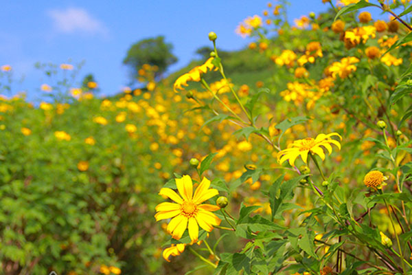 Mê mẩn ngắm hoa dã quỳ vàng rực trên núi lửa Chư Đăng Ya