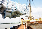 Vietnam's export price of rice suffers dramatic decrease
