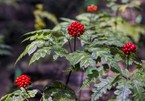 Identifying "chemical fingerprints" of herbs at Hoang Lien mountain range