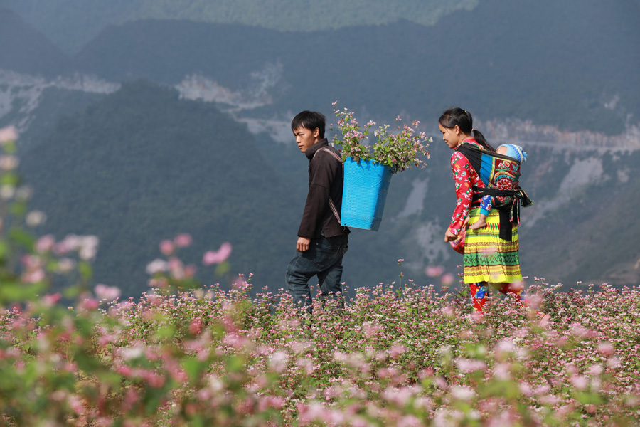 Hà Giang mở hội hoa tam giác mạch