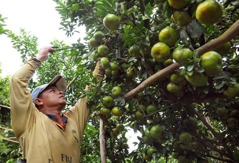 Vietnam's Mekong Delta needs to be innovative to overcome climate change: experts