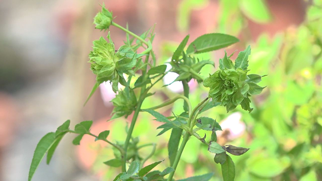 Cây mai 'quạt ba tiêu' khổng lồ, hoa hồng xanh như lá hiếm có