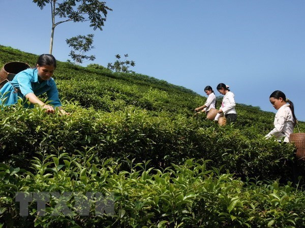 Vietnam exports 14,200 tonnes of tea to Taiwan in nine months