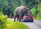 Hoảng hồn voi rừng tấn công ô tô tại Thái Lan