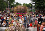Japanese cherry blossom festival to be held in Hanoi
