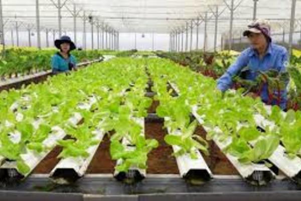 Thủ tục xin dự án đầu tư nông nghiệp công nghệ cao