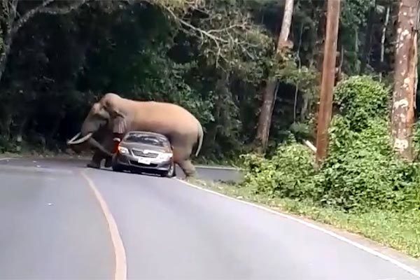 Phát hoảng vì bị voi chặn đường, đè nát xe