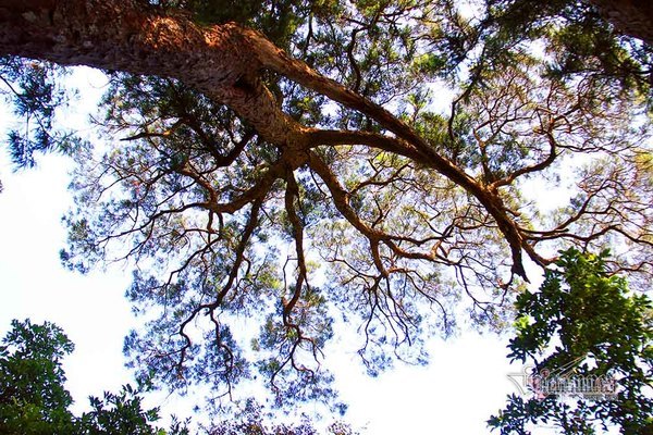 Hàng cây xích tùng 700 tuổi quý hiếm trên đỉnh thiêng Yên Tử