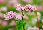 Buckwheat flower festival in Ha Giang