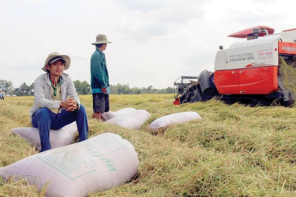 Vietnamese firms struggle to export more farm produce to China