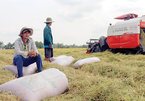 Vietnamese firms struggle to export more farm produce to China