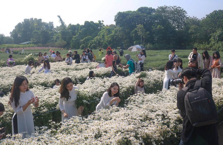 Blossoming daisies charm Hanoians