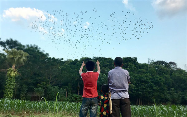 Old man spends whole life protecting storks