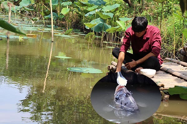Đút từng thìa cơm cho đàn cá ăn, tiết lộ bí mật từ thời ông truyền lại