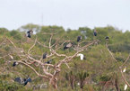 Valuable birds migrate to Bac Lieu