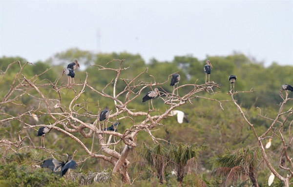 Valuable birds migrate to Bac Lieu