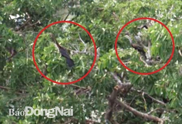 Endangered 500 snakebirds discovered in Dong Nai