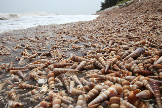 Beach in Ben Tre covered with horn snails for six months