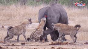 Tê giác bỏ mạng sau khi bị bầy linh cẩu hung hăng tấn công