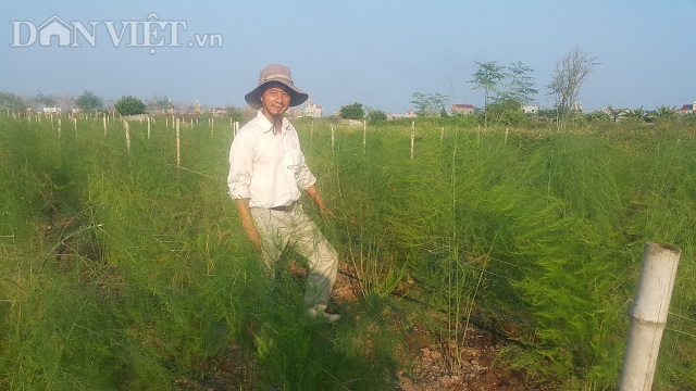 Nam Định: Lãng tử bỏ lương nghìn đô về làng trồng...'rau vua'