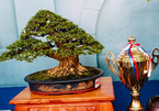 Anh nông dân Cần Thơ tạo tiểu cảnh bonsai giá 300 triệu đồng