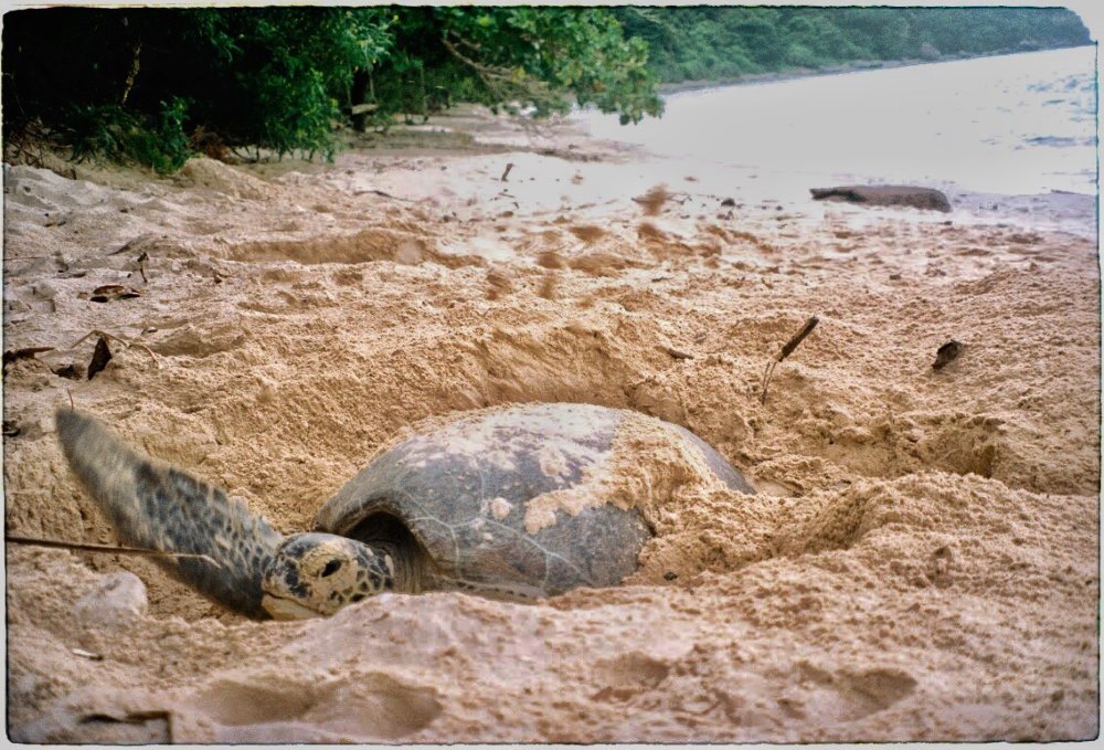 Vietnam tries to protect sea turtles, the ‘ocean envoys’