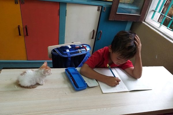Học sinh lớp 1 mang mèo cưng đến lớp và món quà của cô giáo